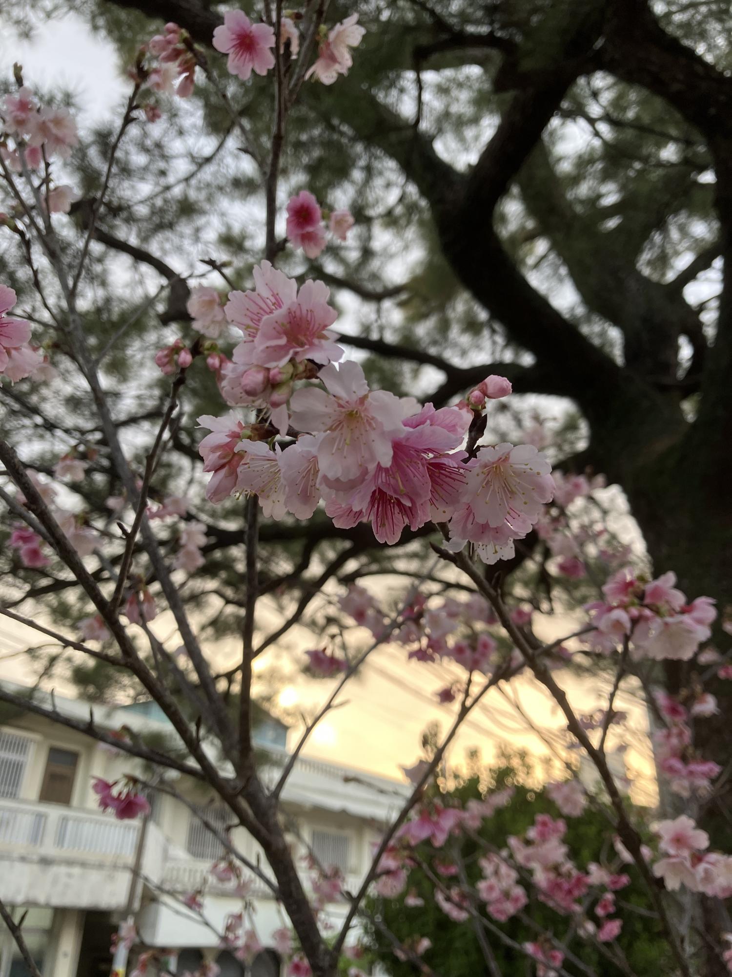 お気に入りの薄ピンク色の桜