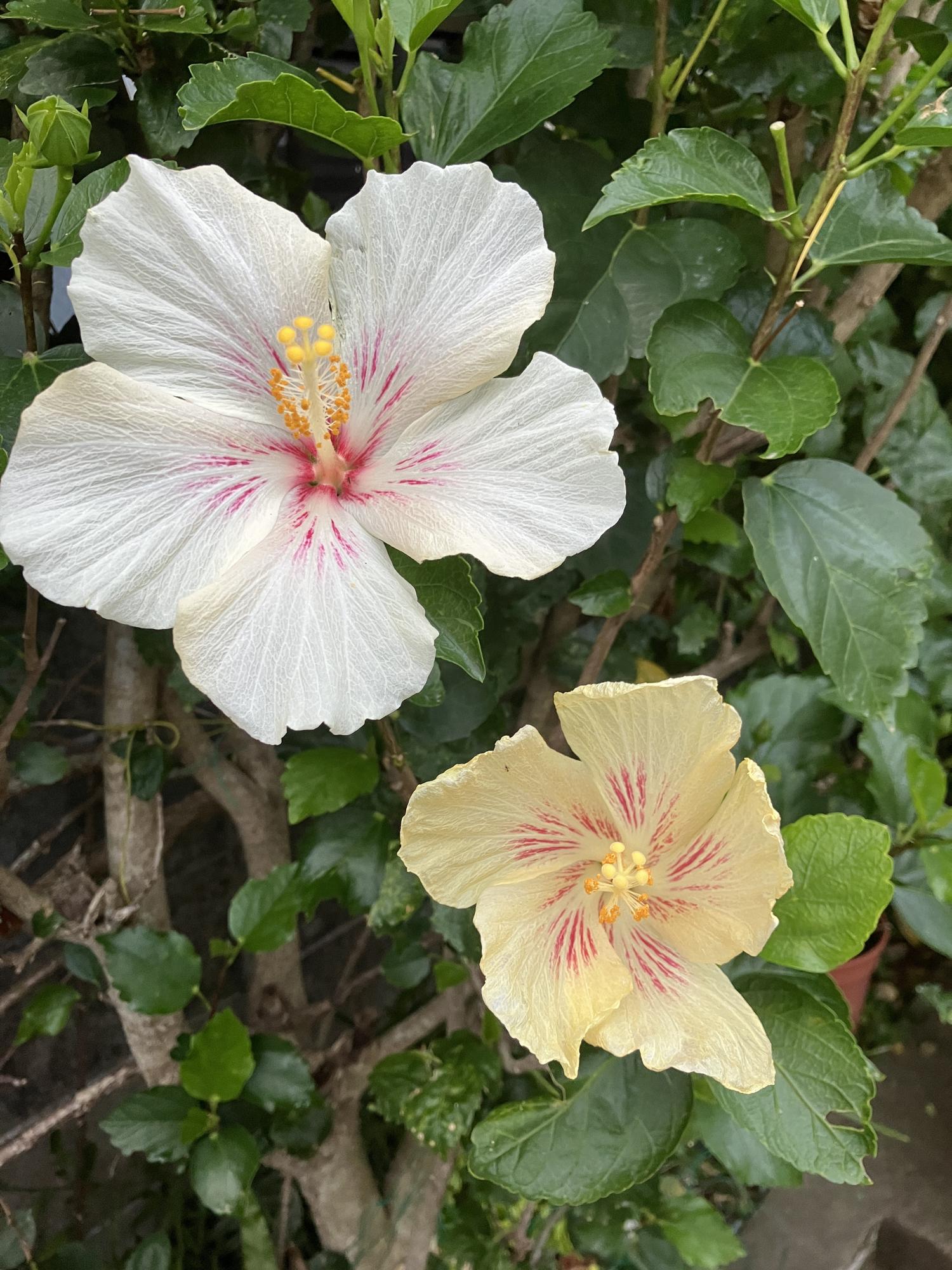 白いと少し黄色い色のハイビスカス