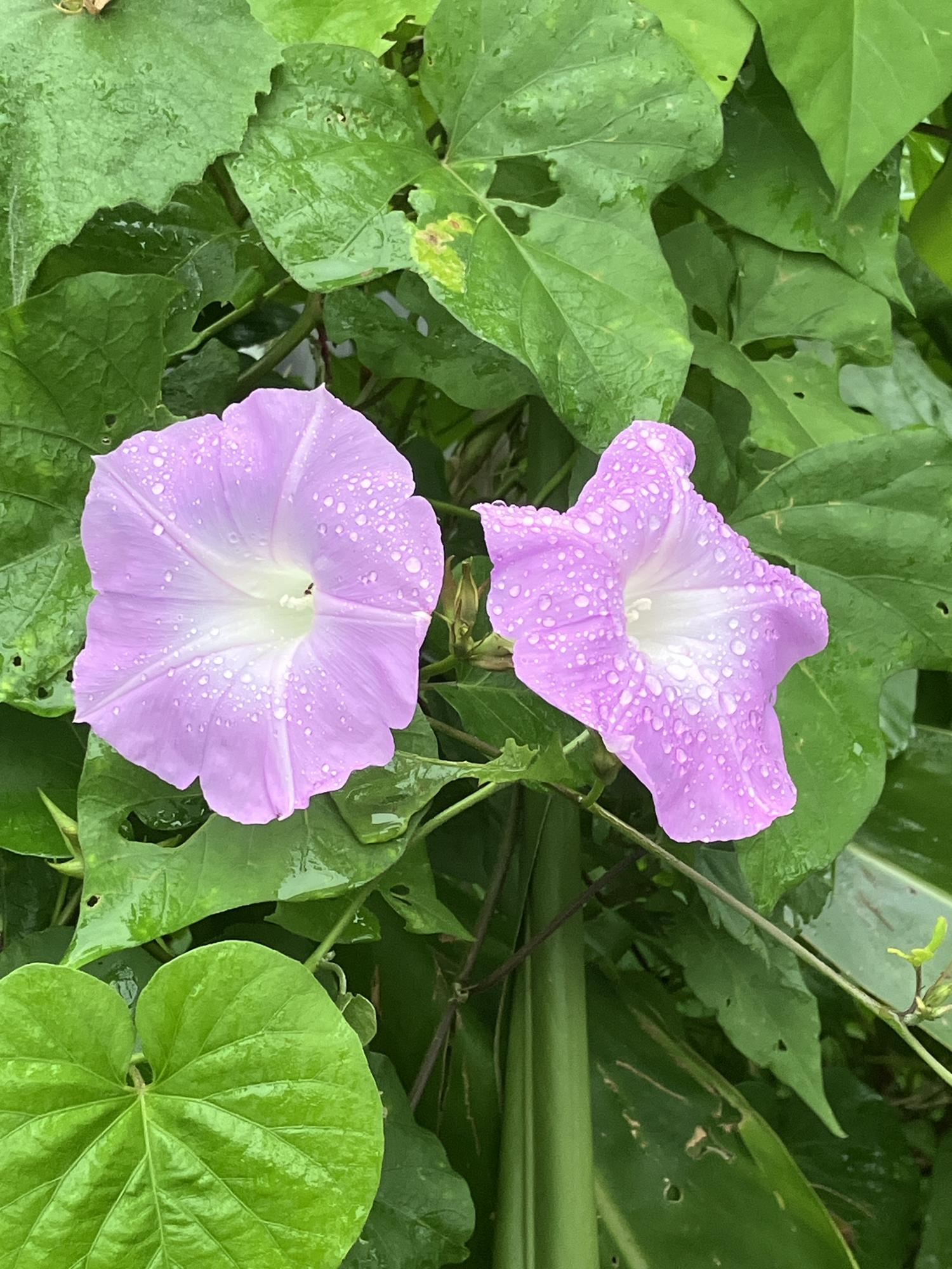 ピンクのリュウキュウ朝顔