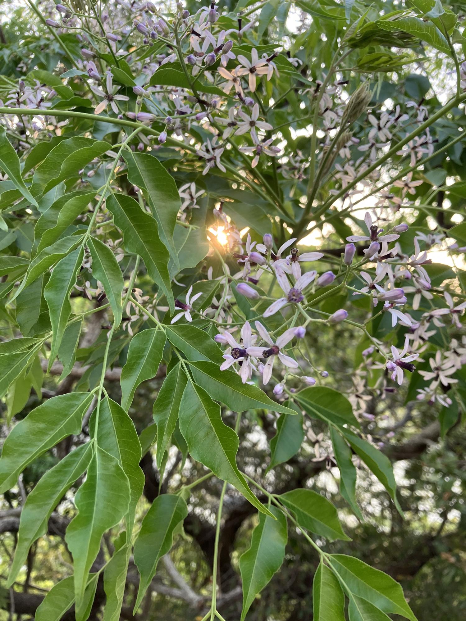 センダンの花