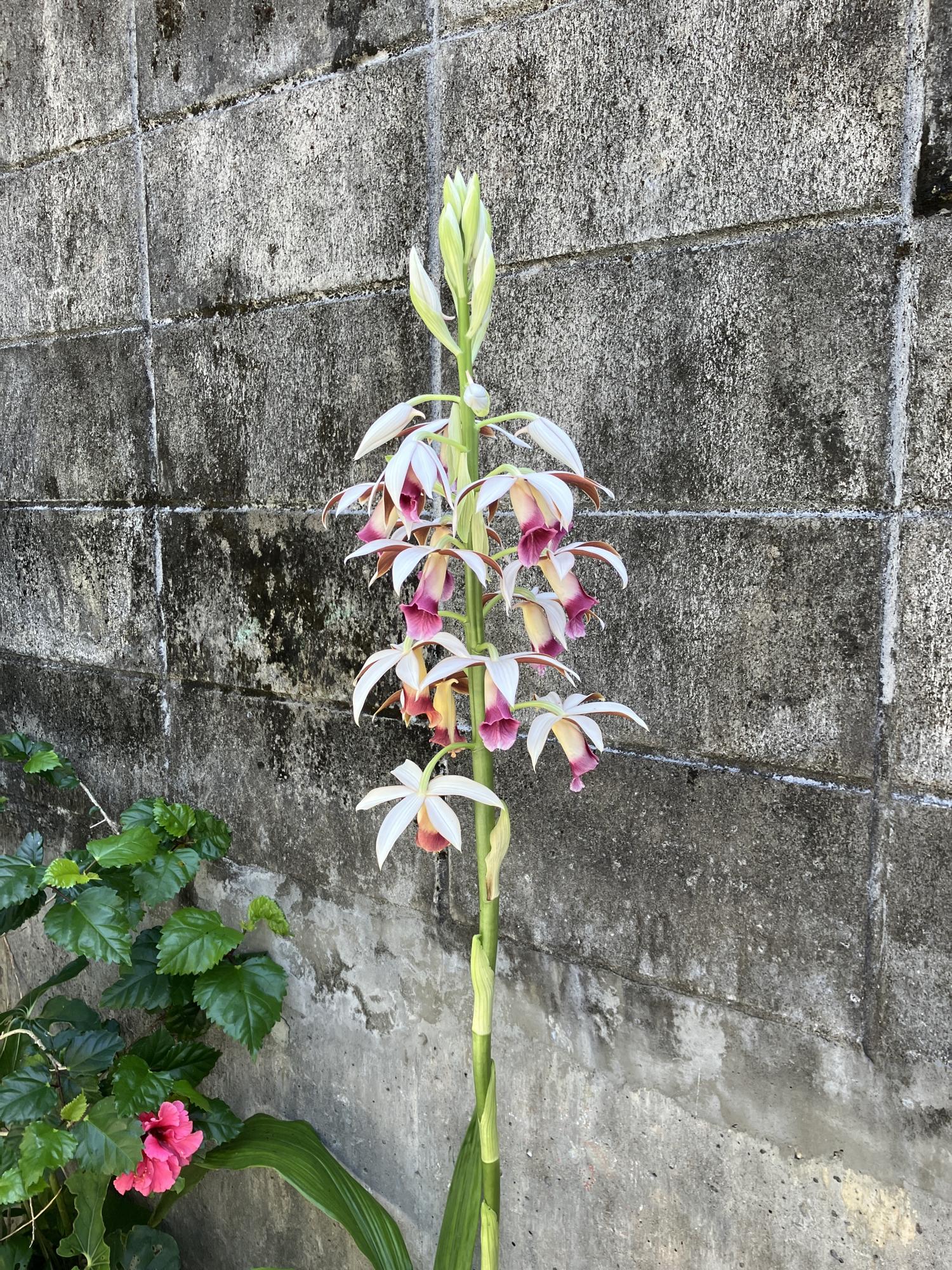 鶴頂蘭