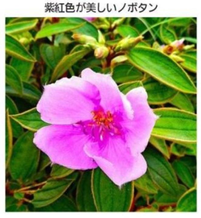 ノボタン　新聞より
