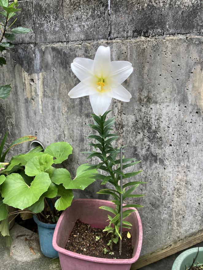 花が開いた