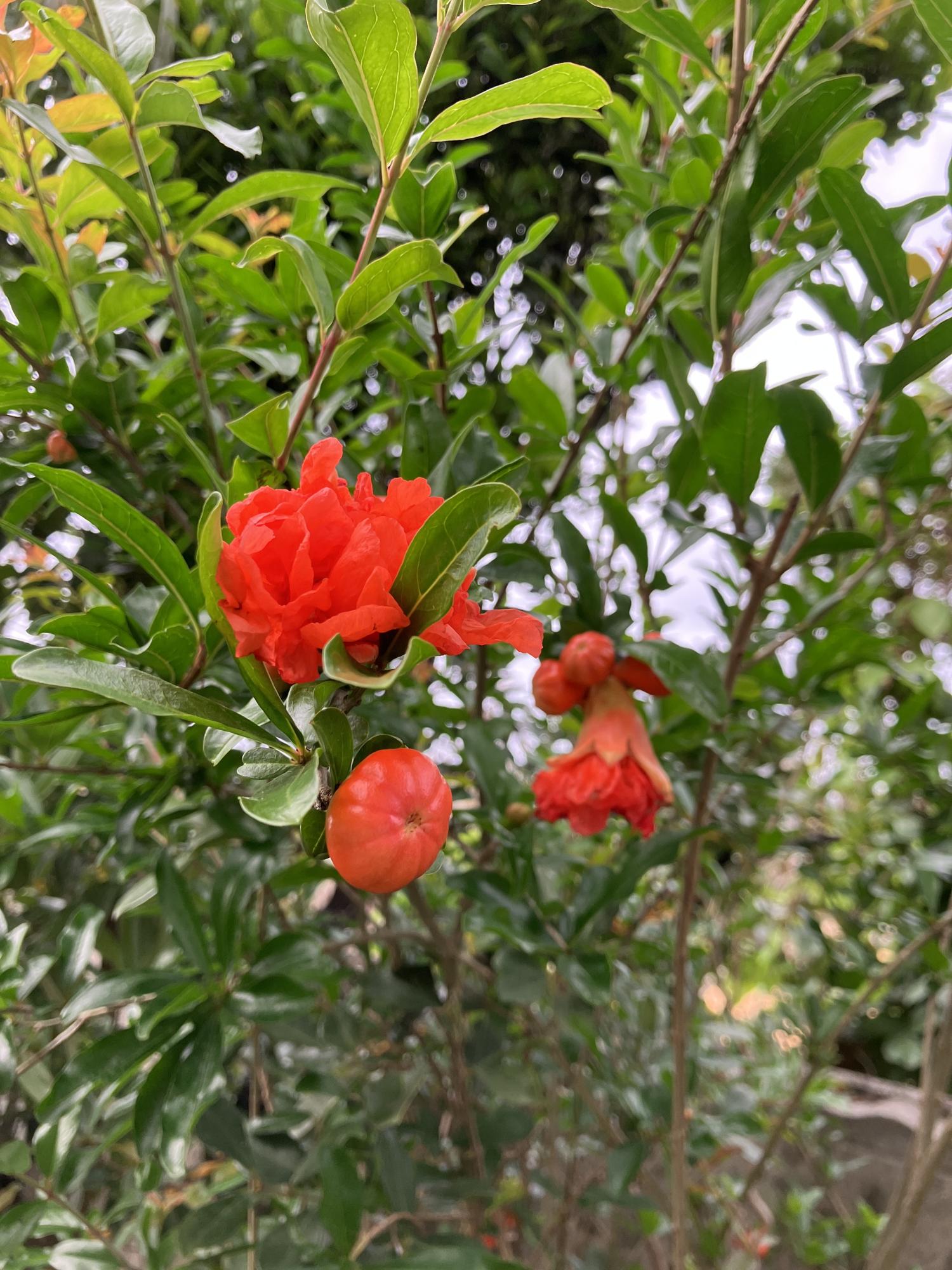 ザクロの花