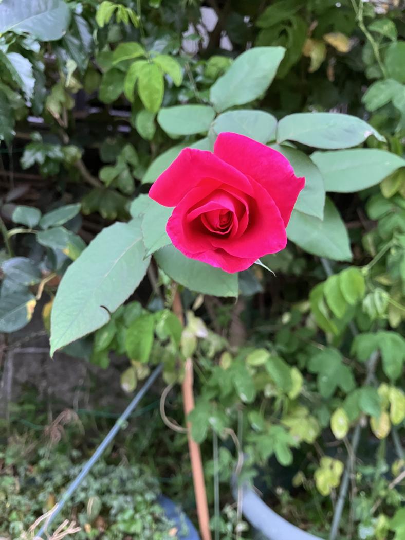初夏のバラ