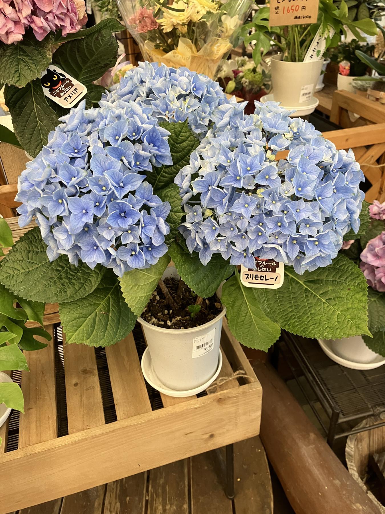 紫陽花の花