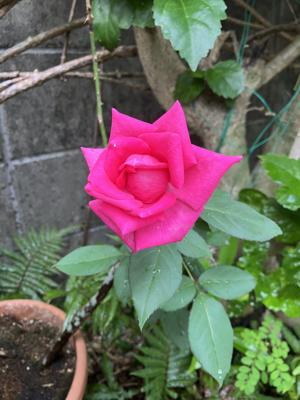 薔薇