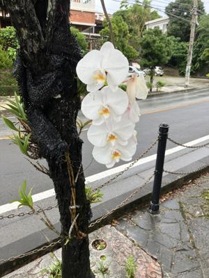 白い