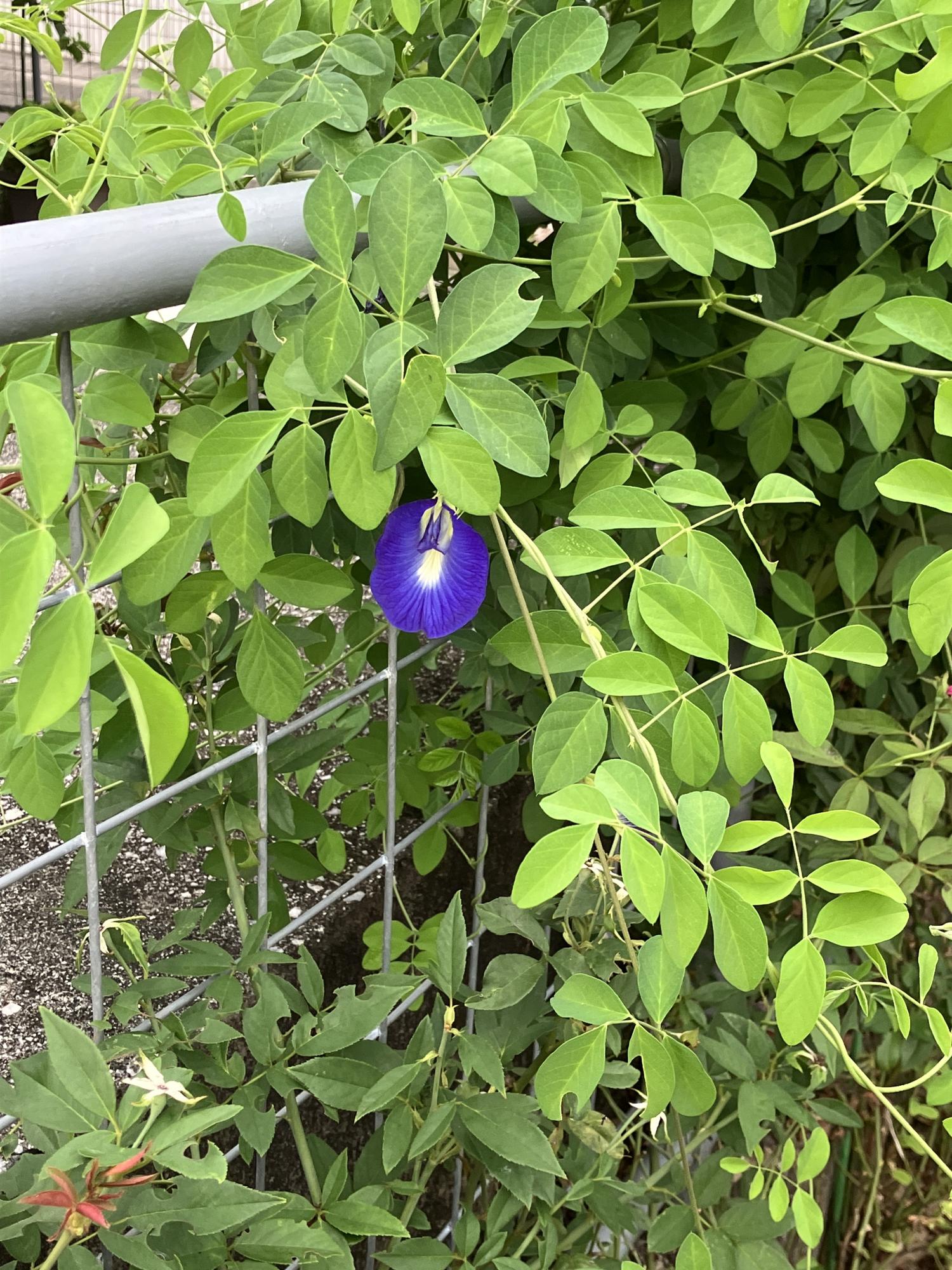 民家のバタフライピー