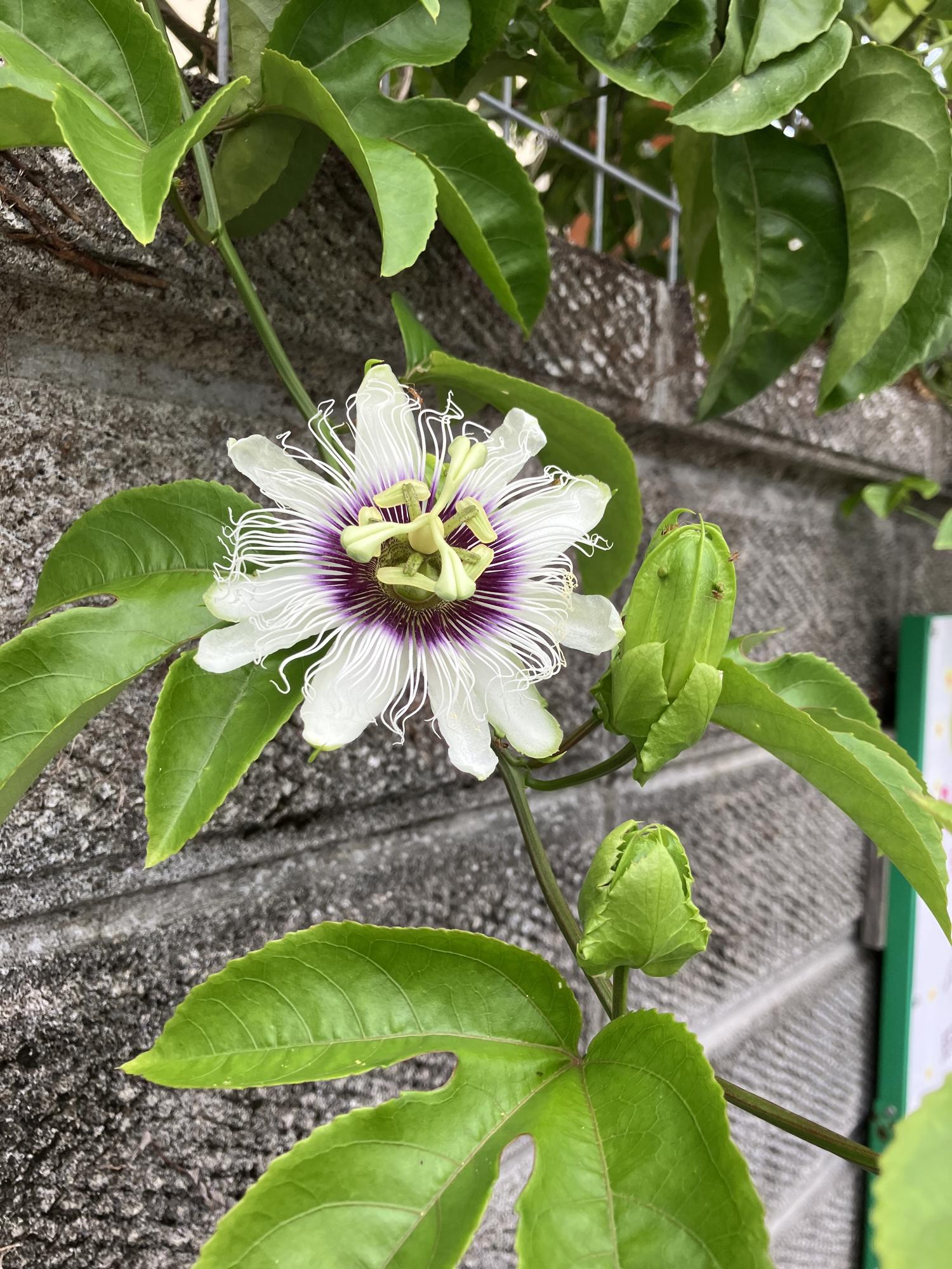 パッションフルーツの花