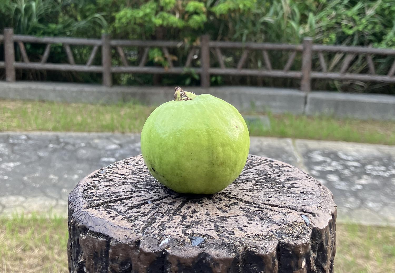 グァバ（バンシルー）