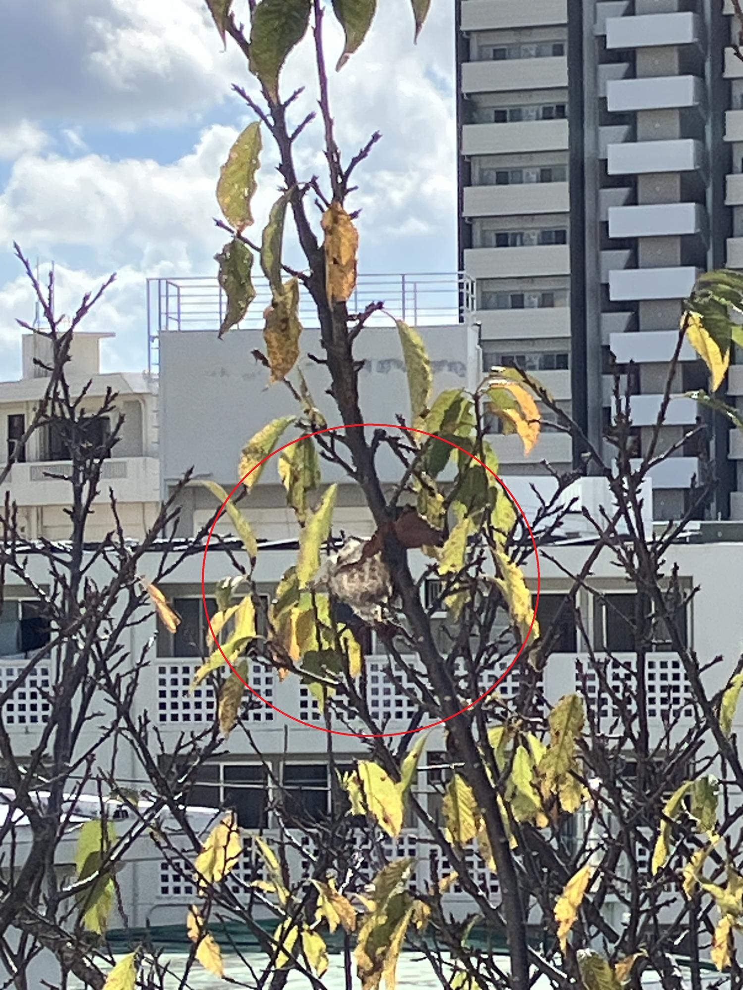 桜の木に鳥の巣が