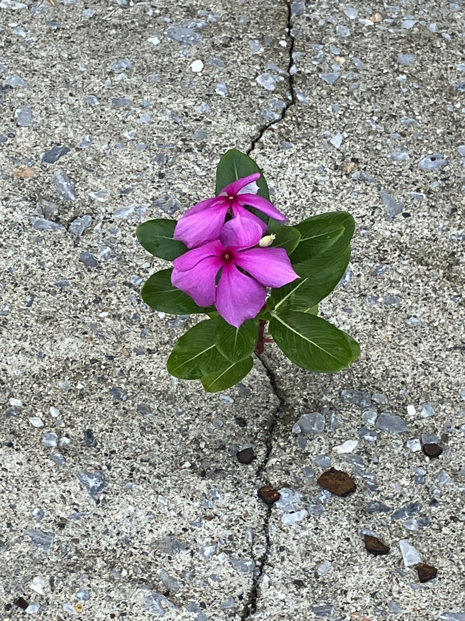 ど根性ニチニチソウ