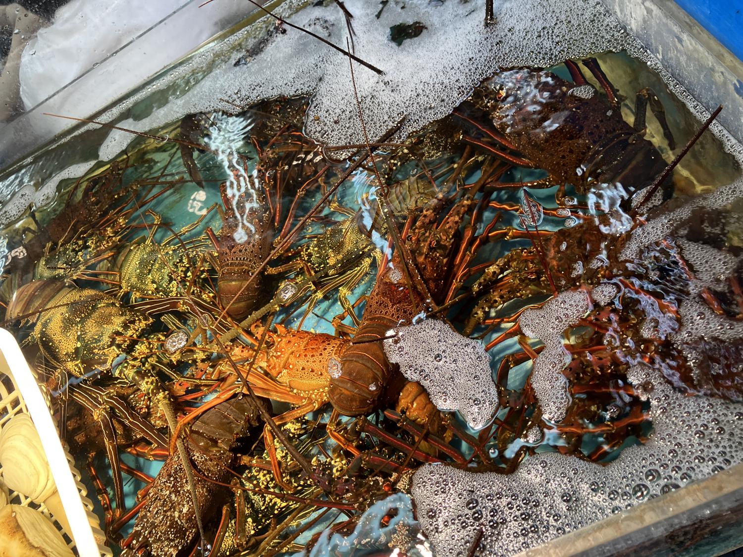 ８月２７日の伊勢海老たち