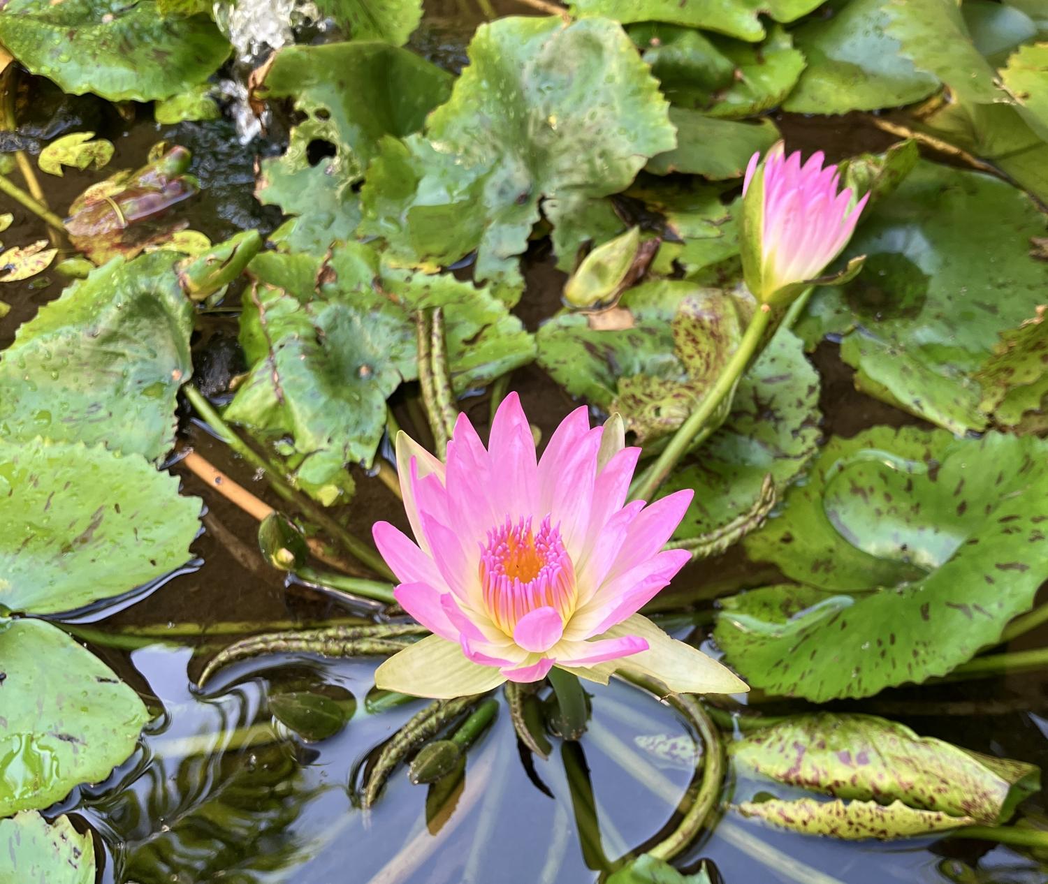 ９時４７分　お寺のスイレン