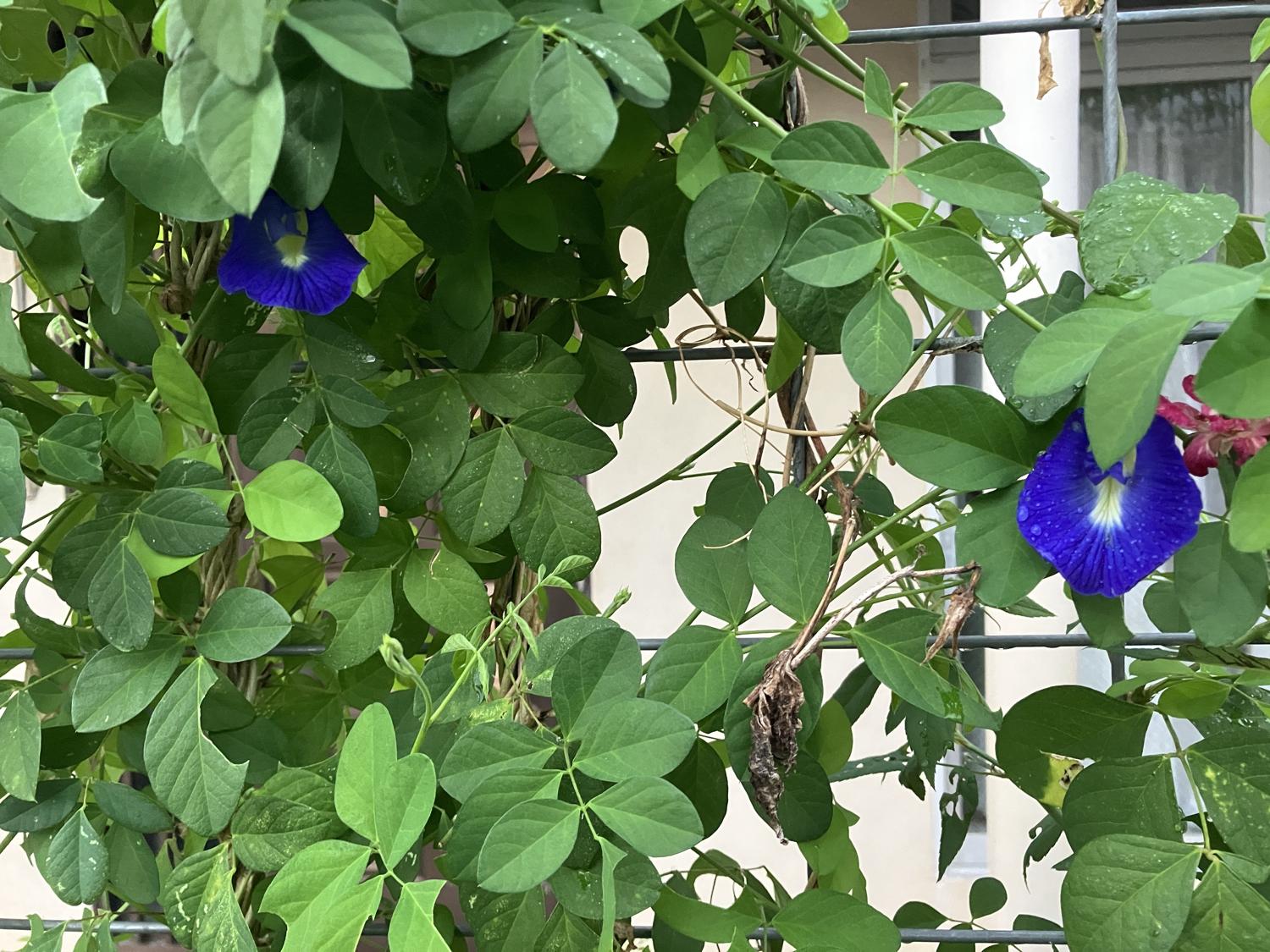 バタフライピーの二つの花