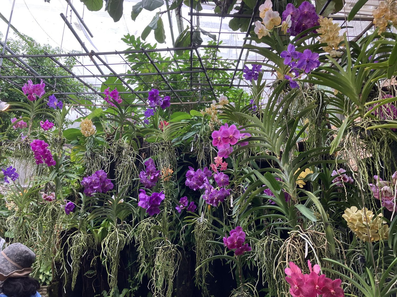熱帯ドリームセンターの蘭