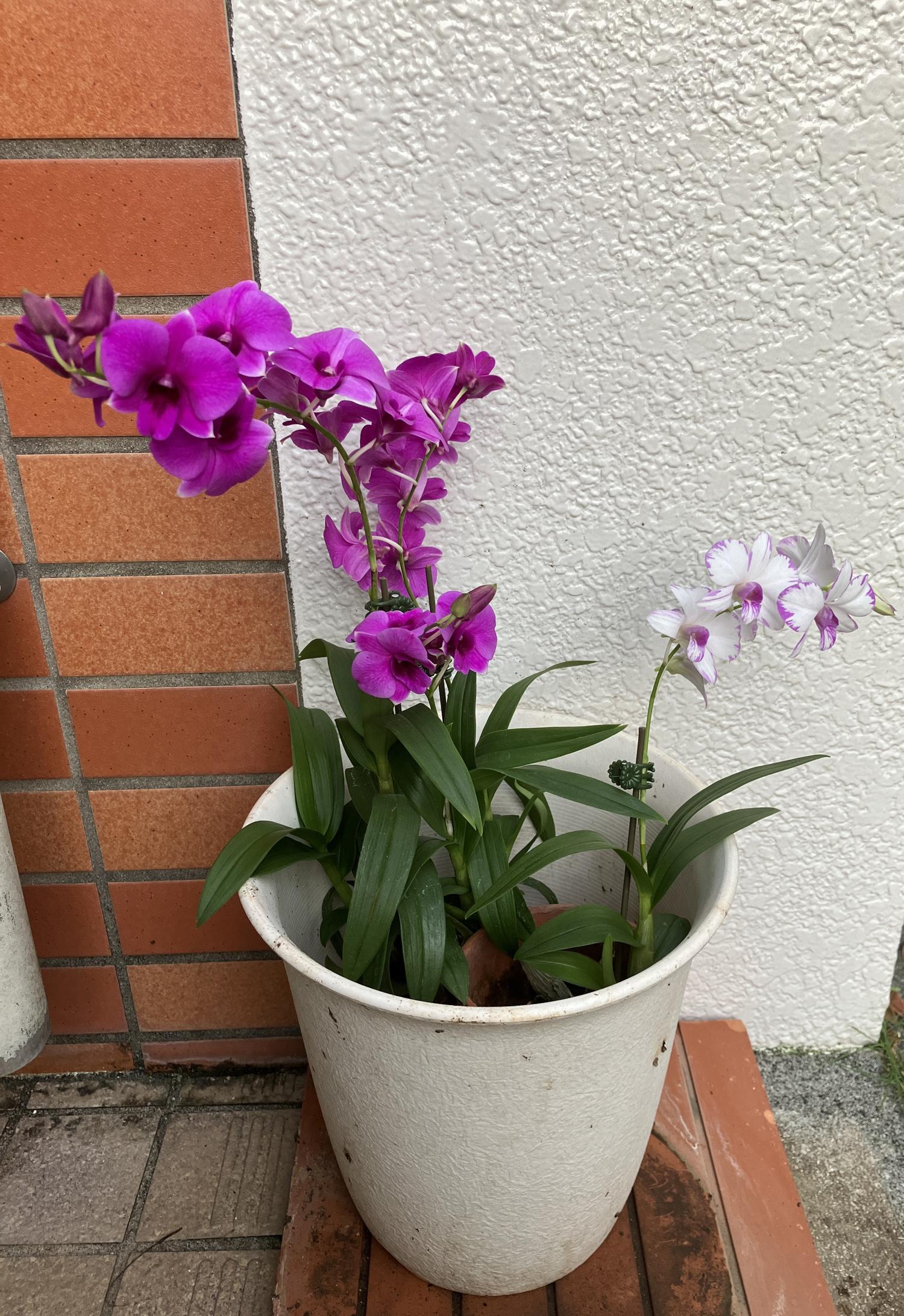 ７００円と５００円で買ったオーキッド