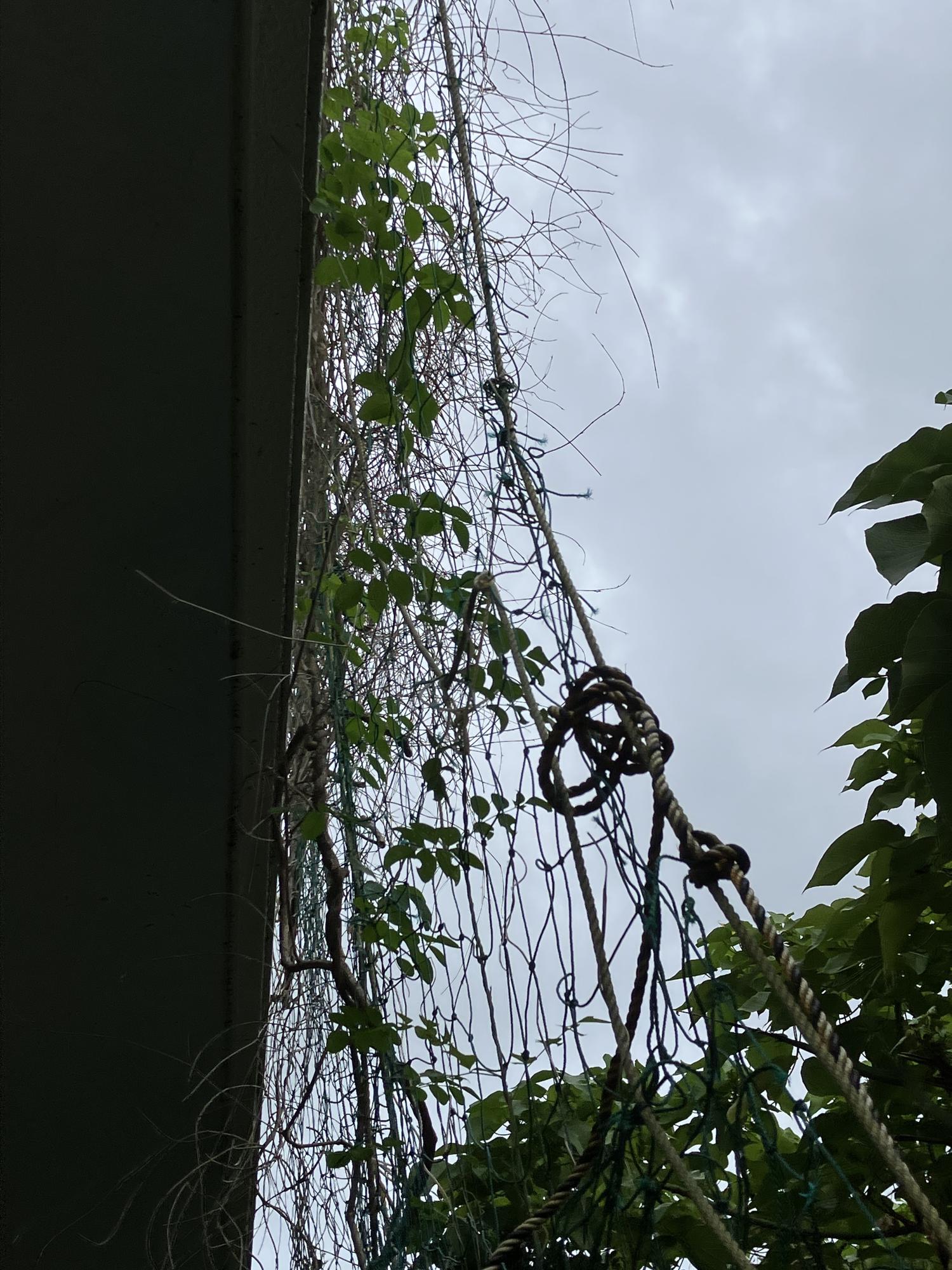 バタフライピーの蔓は、順調に伸びている