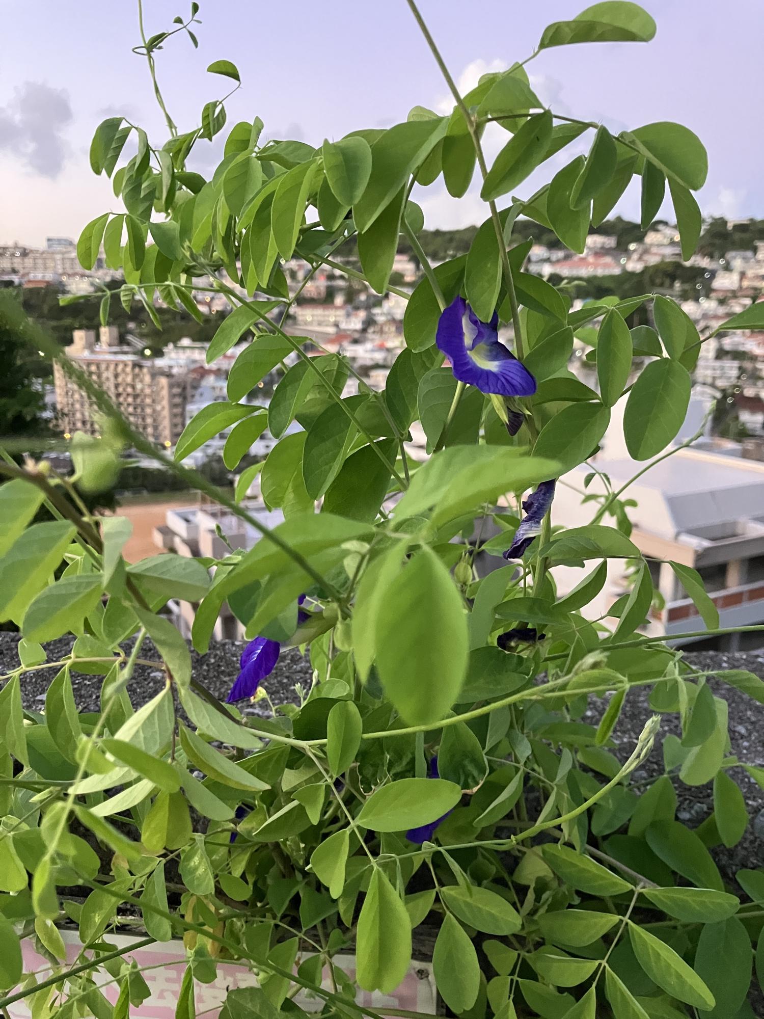 新たなバタフライピーの花