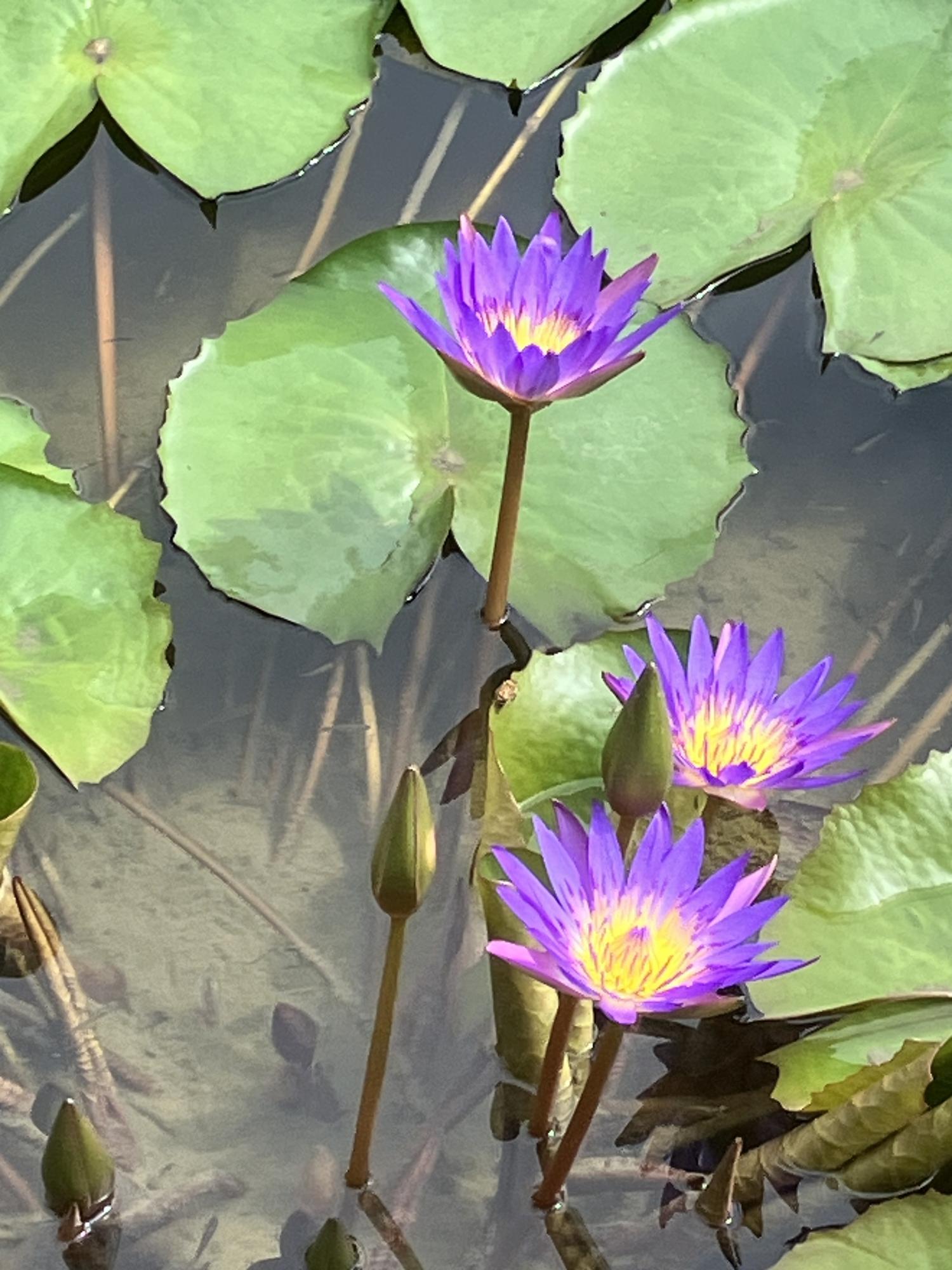 奥武山公園のスイレン