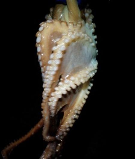 イザイで捕れたイイダコ（シガイ、写真借用）