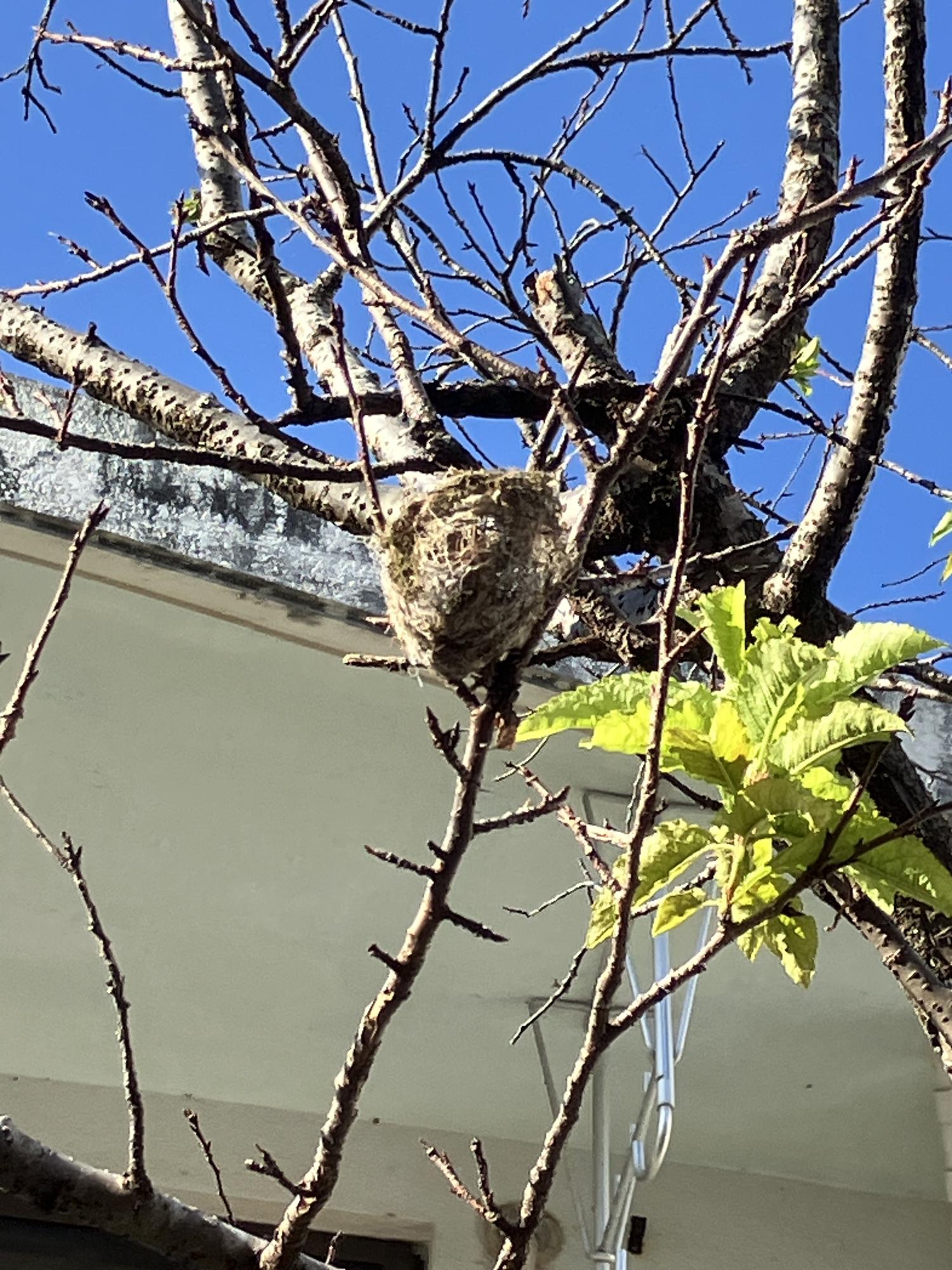 桜の木に鳥の巣