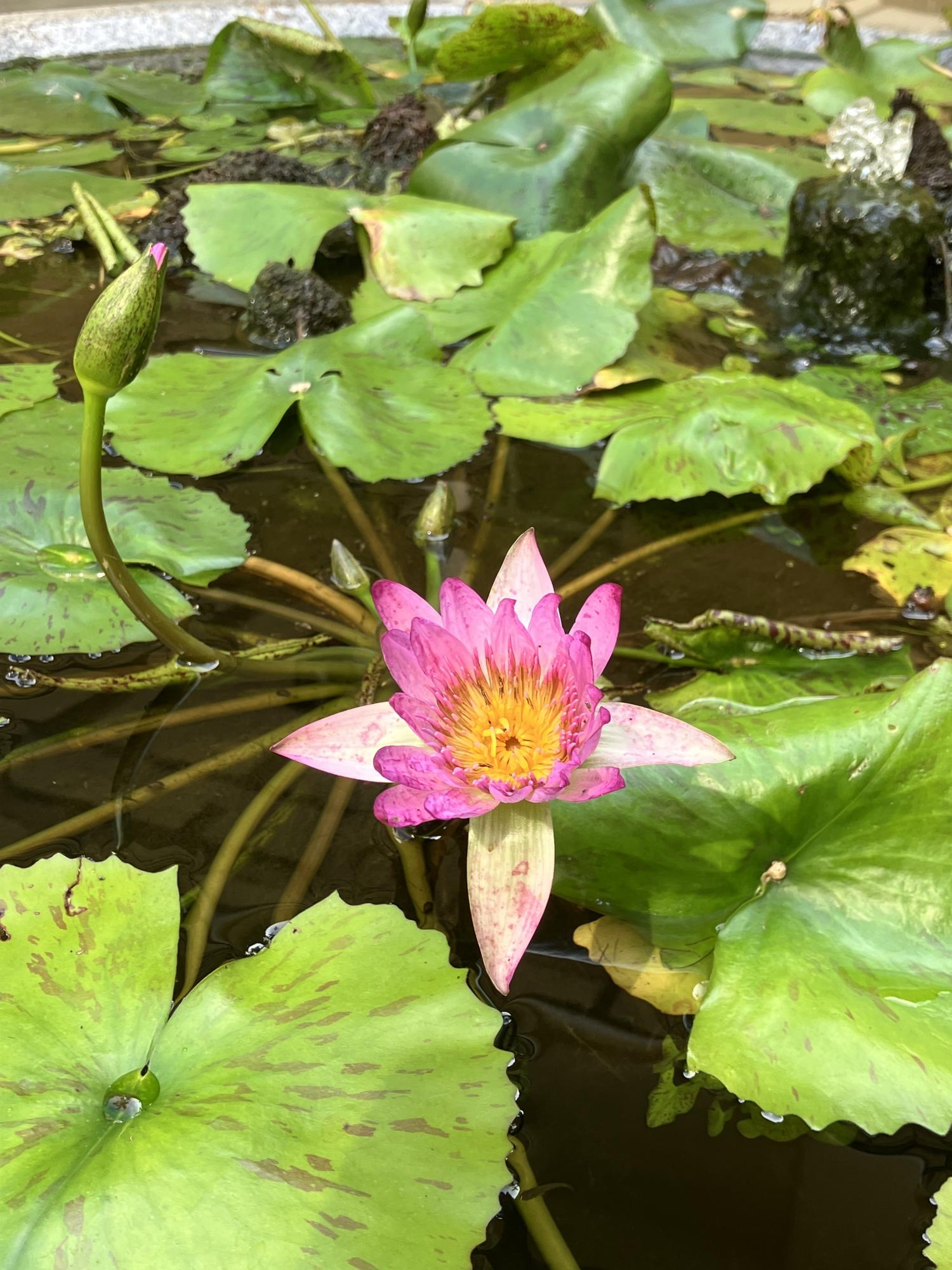 １１時　寺の睡蓮