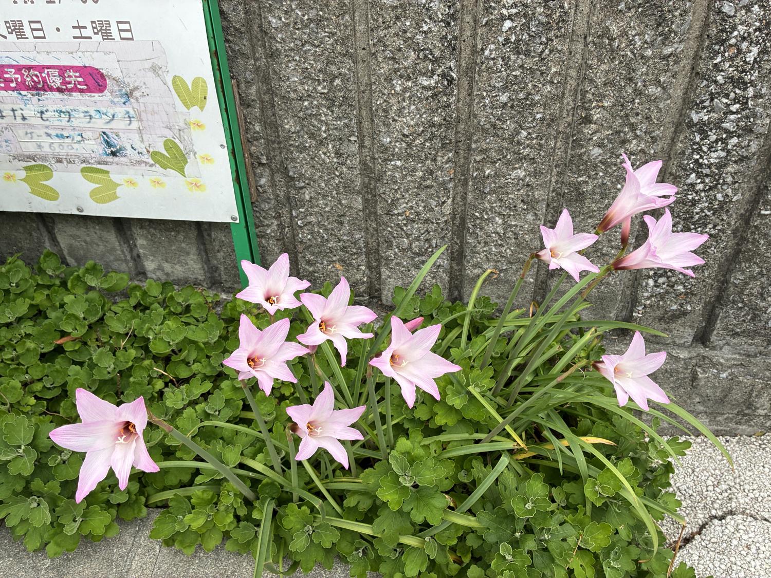 花です