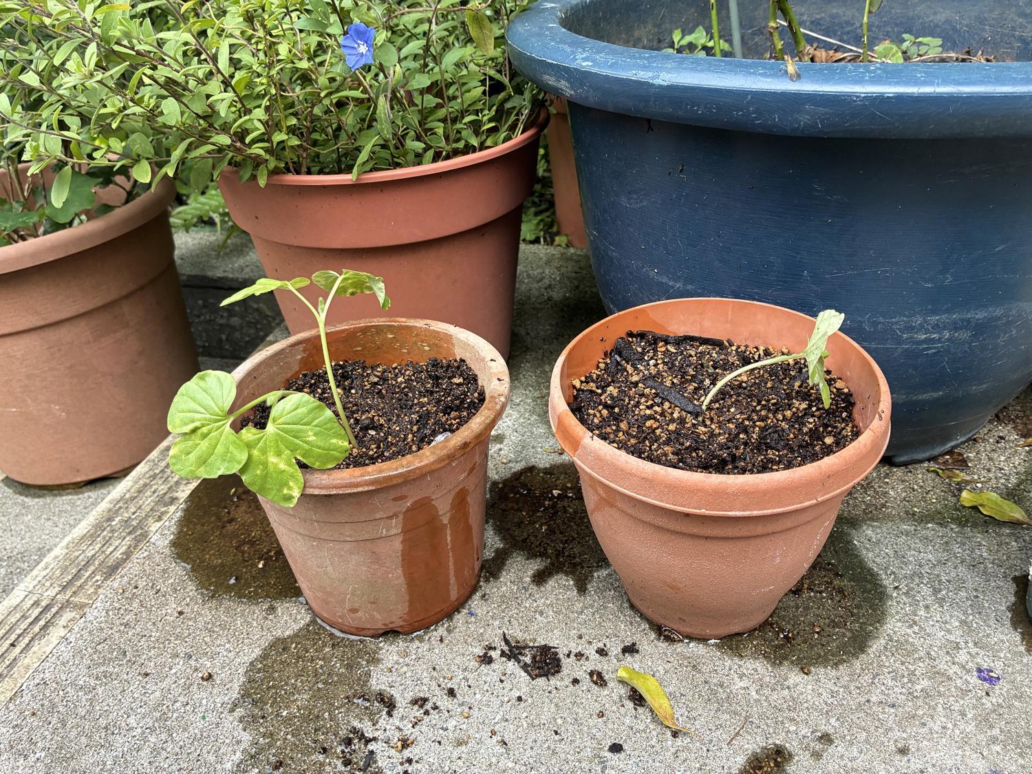 ６月１１日（木）鉢に植え替える